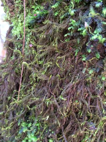 Dichelyma capillaceum