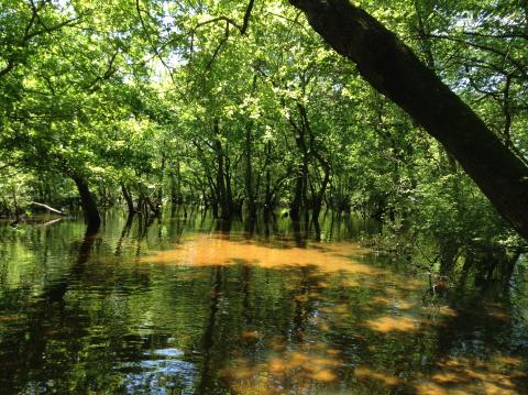 Station à Dichelyma capillaceum