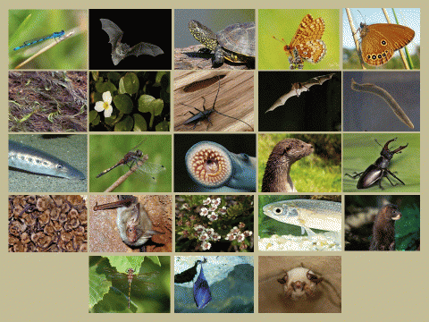 Florilège Especes N2000