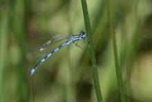 Agrion de Mercure