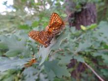 Damier de la Succise