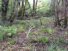 aulnaie à Scirpe des bois