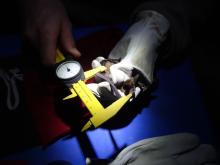 Grand rhinolophe mesures